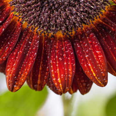 Red sunflower with water droplets on petals