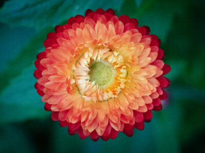 Macro photo of an orange and yellow strawflower