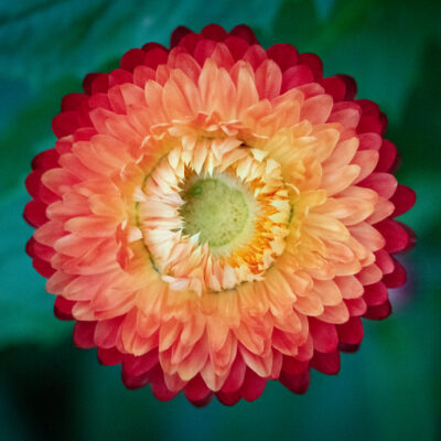 Macro photo of an orange and yellow strawflower