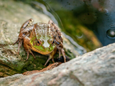 A toad or a frog perched on some rocks.