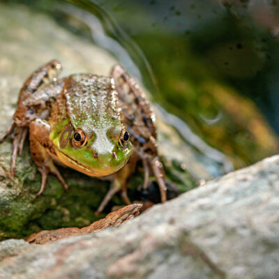 A toad or a frog perched on some rocks.