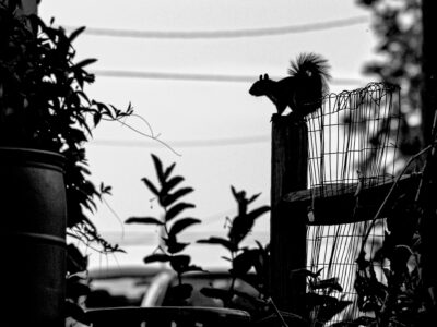 Black and white photo of a squirrel perched on top of a fence post. Part of a rain barrel, some plants, and overhead power lines can also be seen.