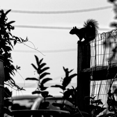 Black and white photo of a squirrel perched on top of a fence post. Part of a rain barrel, some plants, and overhead power lines can also be seen.