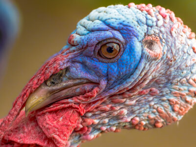 Close up photo on the head of a broad breasted turkey.