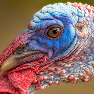 Close up photo on the head of a broad breasted turkey.